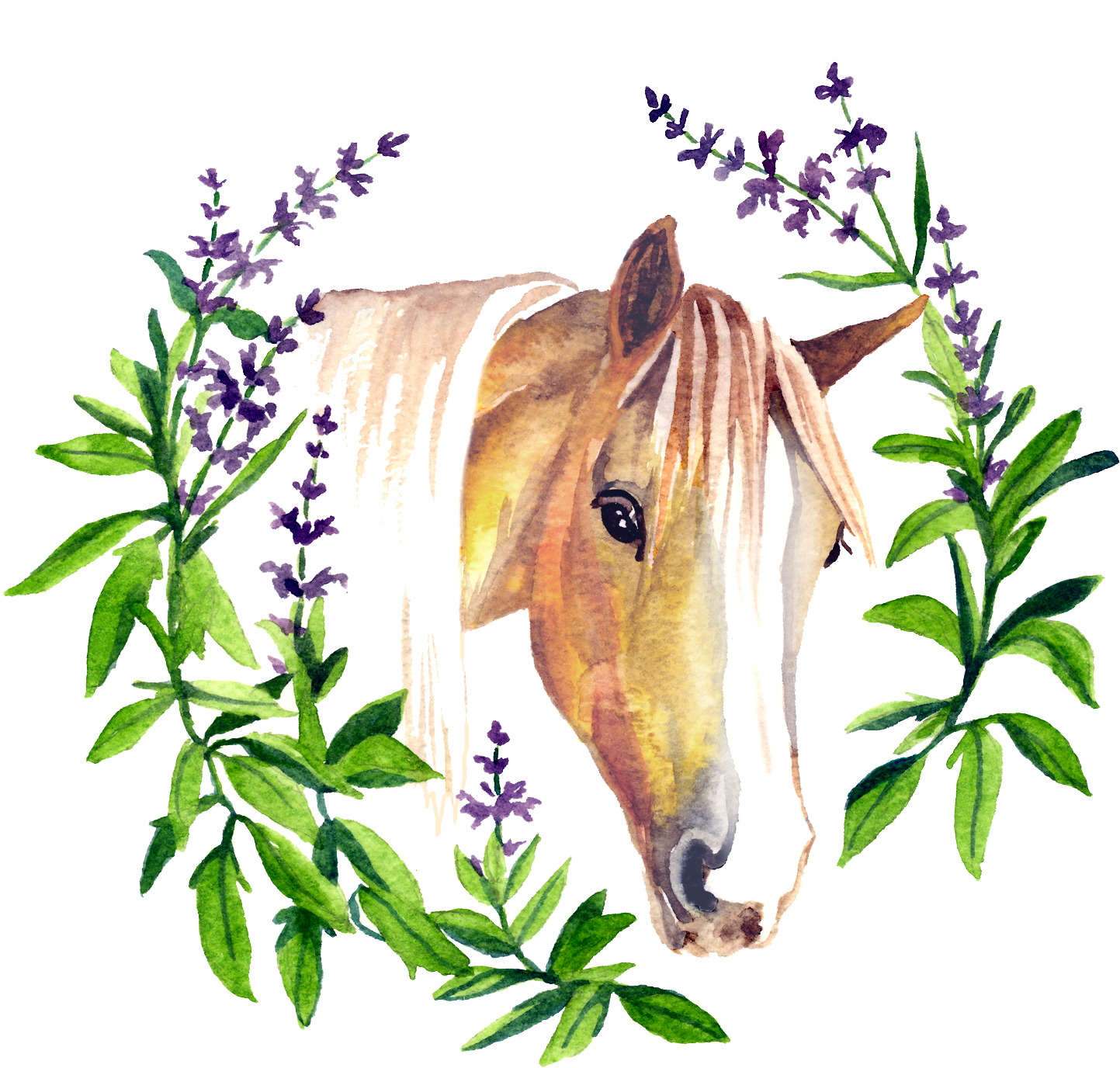 Sage By Nature - Sorrel (1500x1500)