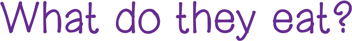 There Are Six Species Of Flamingo - Customer (1263x164)