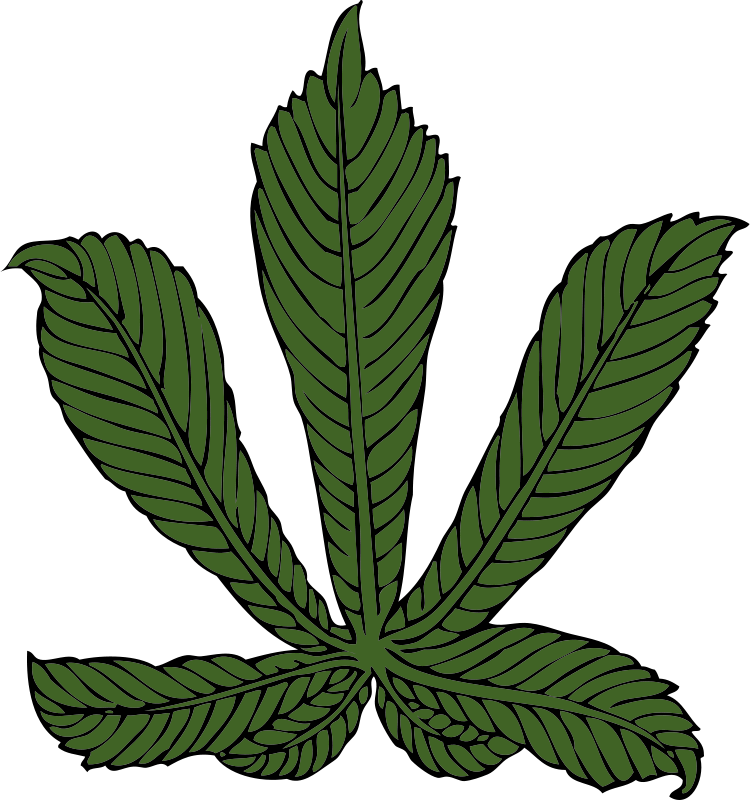 Free Horse Chestnut Leaf - Horse Chestnut Leaf Transparent (750x800)