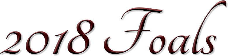 Website Created By Prairie Silver Quarter Horses © - Horse (786x200)