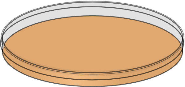 Petri Dish Clip Art - Petri Dish With Media (600x284)