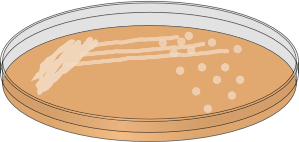Petri Dish Bacteria Cartoon (600x285)