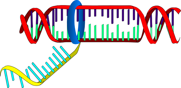 Transcription Clipart (600x294)