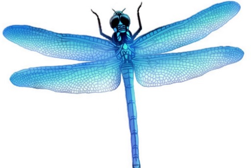 Dragonfly Png Picture - Blue Dragonfly Png (514x346)
