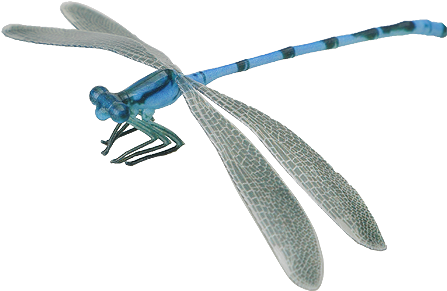 Insect - Net-winged Insects (480x480)