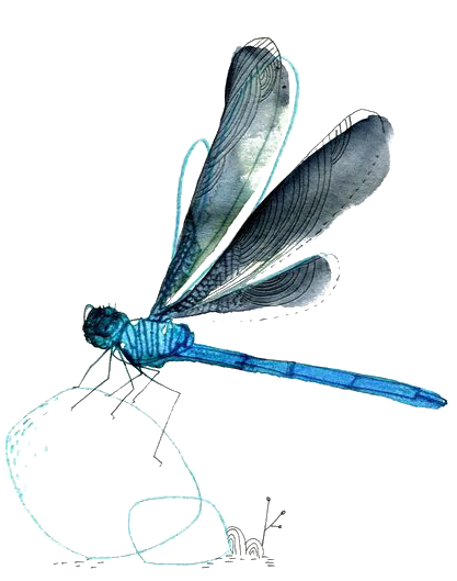 Watercolor Dragonfly 515*600 Transprent Png Free Download - Watercolor Dragonfly 515*600 Transprent Png Free Download (515x600)