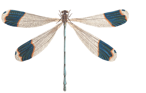 Dragonfly Illustration - Glitter Dragonfly Note Cards (pk Of 10) (720x720)