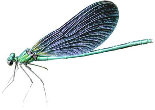 Dragonfly Png - Dragon Fly Without Bacround (500x355)