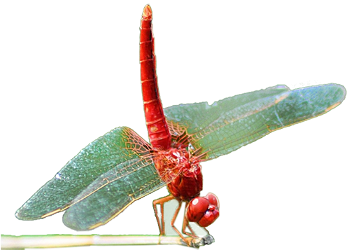 Dragonfly Insect Download - Dragonfly Insect Download (604x427)