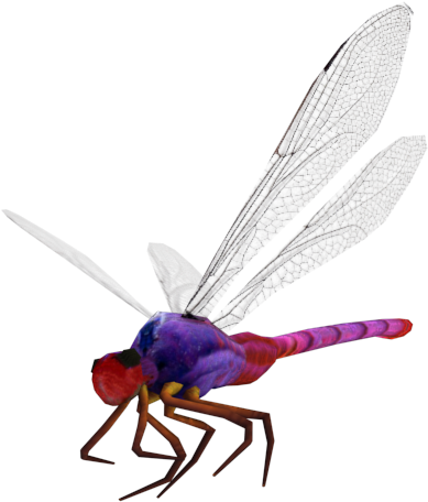 Dragonfly - Net-winged Insects (640x480)