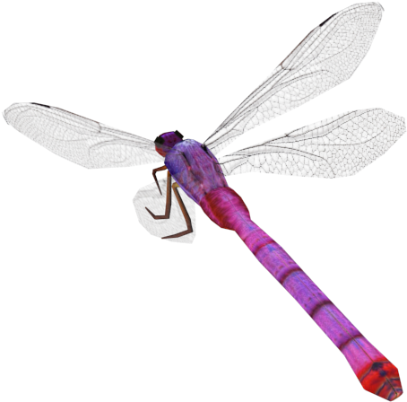 Dragonfly - Dragonfly (640x480)