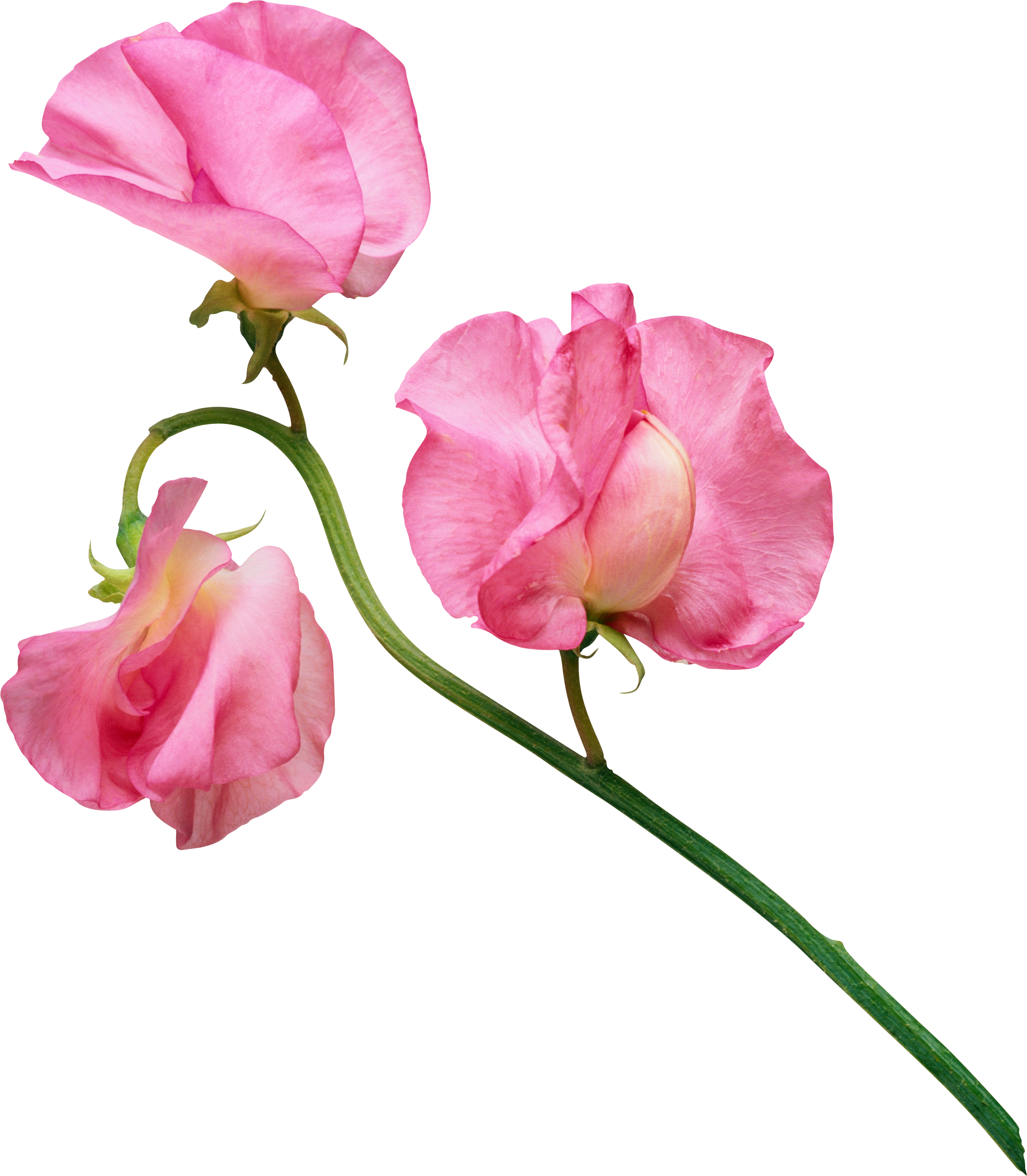 Patio Sweet Peas Unique Ñ†ð²ðµñ‚ð¾ðº Ðÿð¾ð¸ñ Ðº Ð² - Sweet Pea Flowers Clipart (2261x2588)