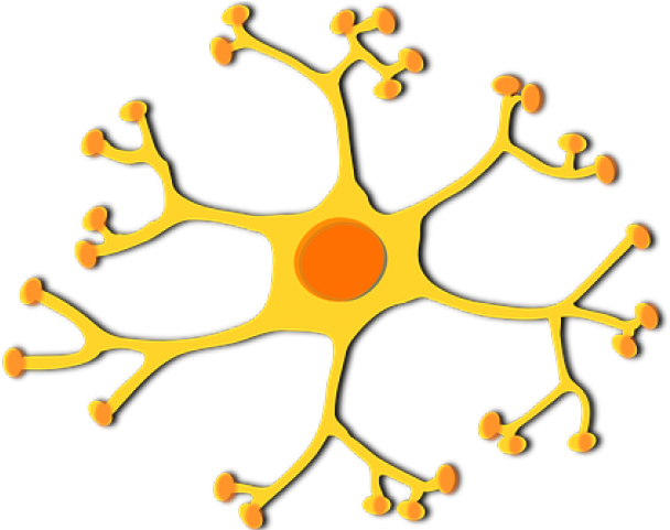Neuron Clipart Generic - Dendrites Png (640x480)
