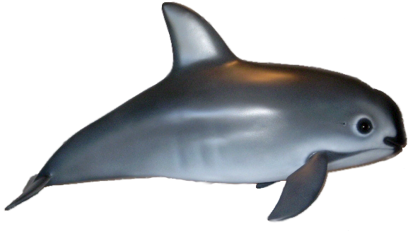 Vaquita Whales (598x338)