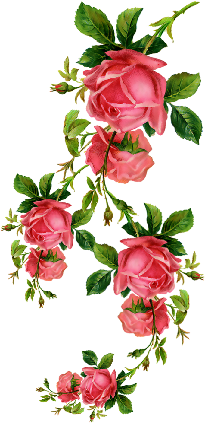 Flower Rose Blume Clip Art - Flower Rose Blume Clip Art (800x1542)