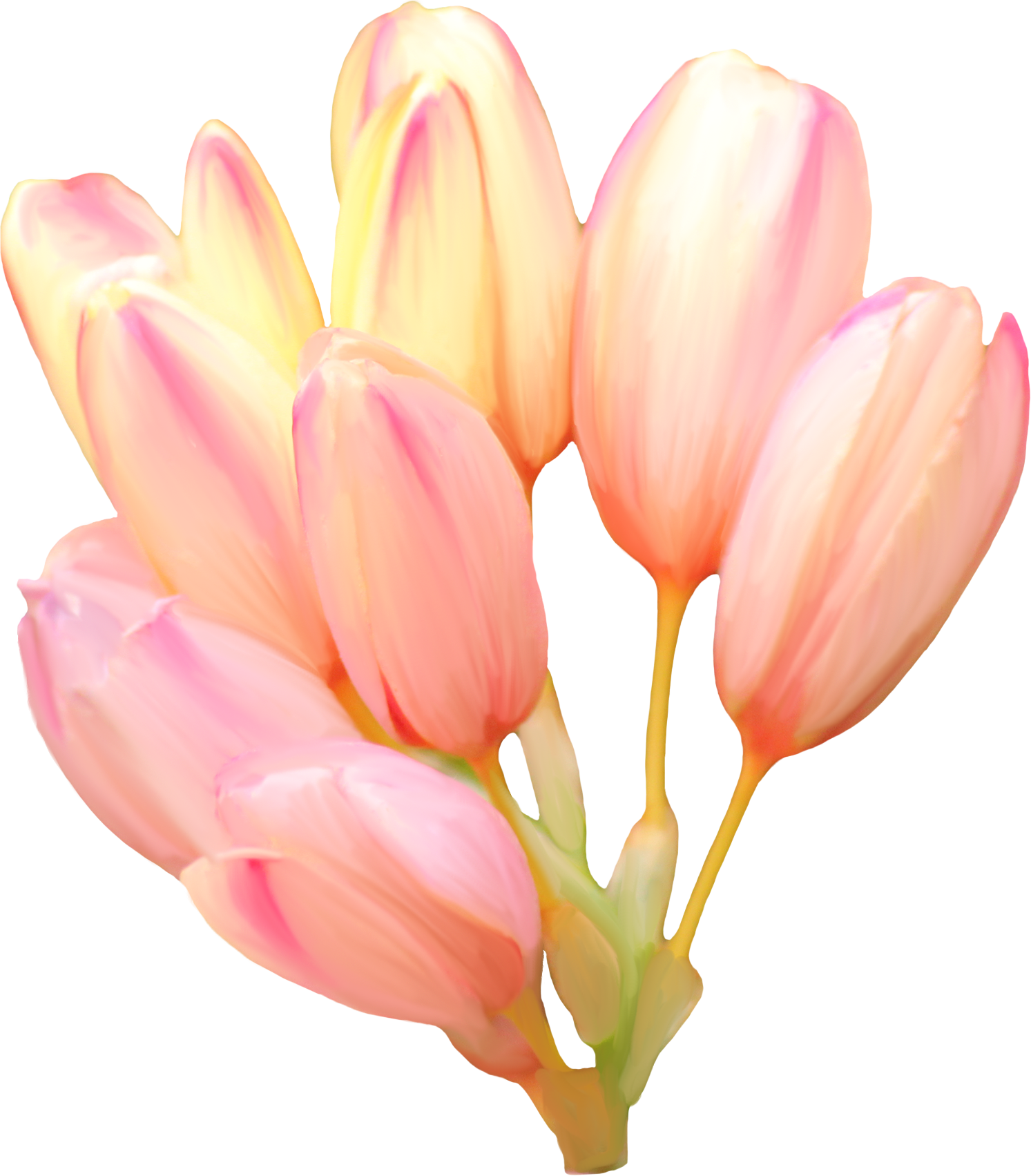 Tulip Flower Blume Clip Art - Tulip Flower Blume Clip Art (1493x1703)