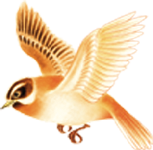 Bird Flight Bird Flight Beak - Bird Flight Bird Flight Beak (576x576)