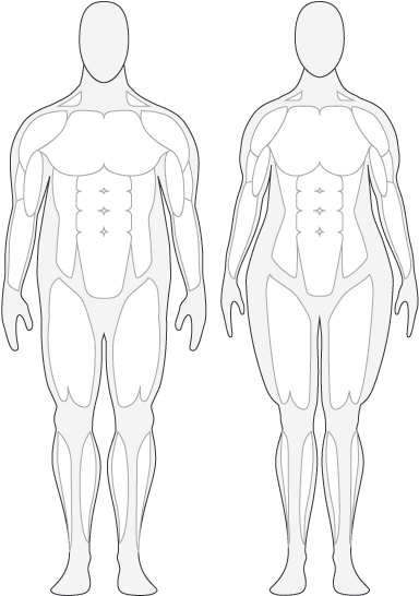 Outline Of Female Body - Human Body Muscle Outline (400x600)