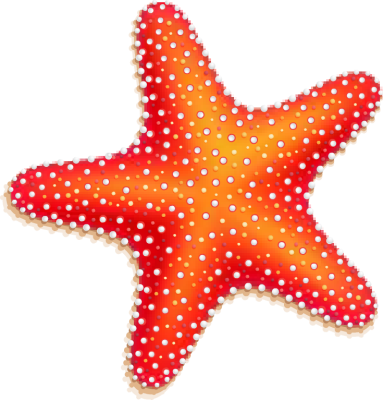 Colorful Seashell Clipart Png - Starfish Png (383x400)