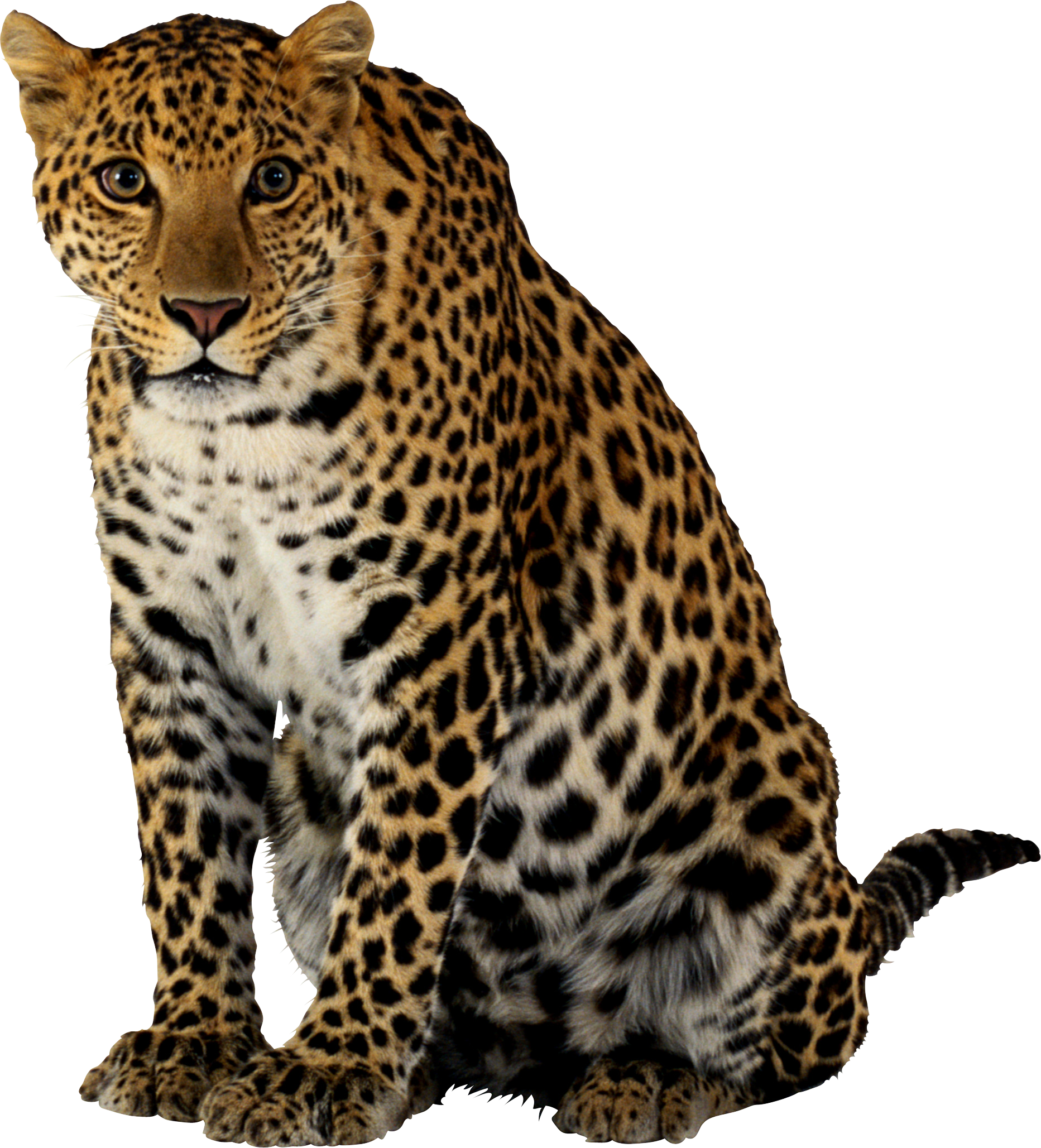 Дикие Животные Фото На Прозрачном Фоне - Леопард Пнг (1865x2057)