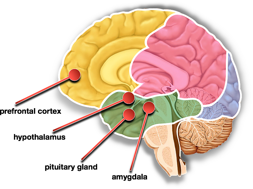 Content Articles Brains Fight Or Flight Impulese - Fight-or-flight Response (819x613)