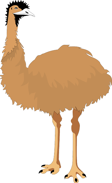 Australia, Bird, Wings, Nature, Animal, Flight, Emu - Emu Clipart (393x640)