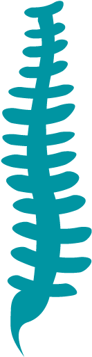 Musculoskeletal Pictures - Spine Clipart Png (800x600)