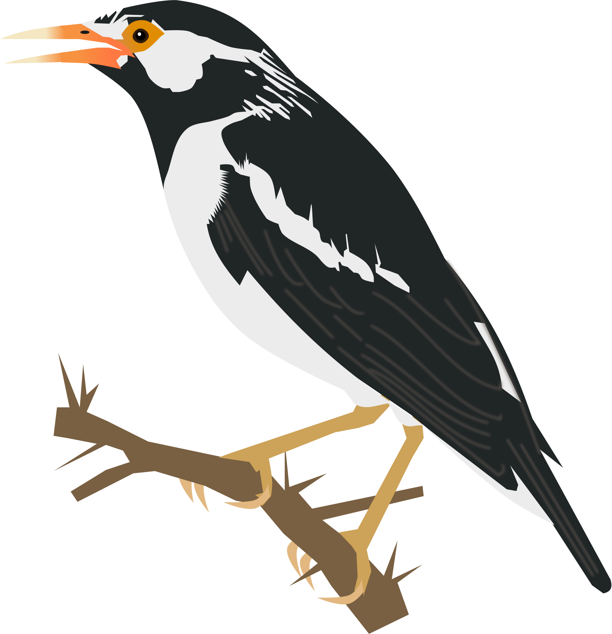 Bird Clipart Koyal - Scalable Vector Graphics (2000x2073)