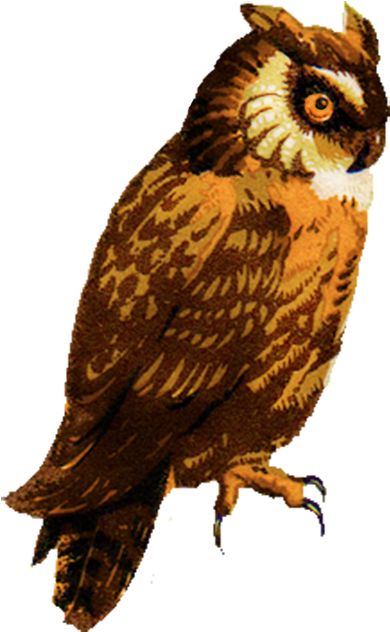 Vintage Owl Clip Art - Owl Art Transparent (423x709)