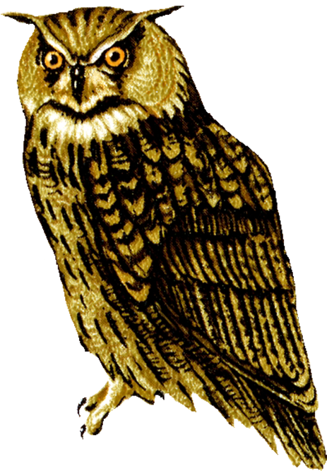 Drawing Of Screech Owl, Owl Clip Art Owl Facing Front - Owl Png (494x709)