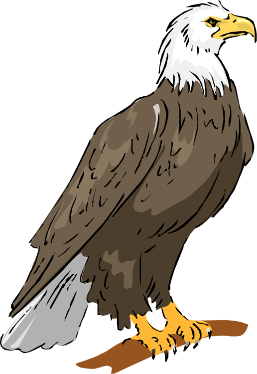 Bald Eagle Eagle Clipart - Eagle Clipart (516x750)