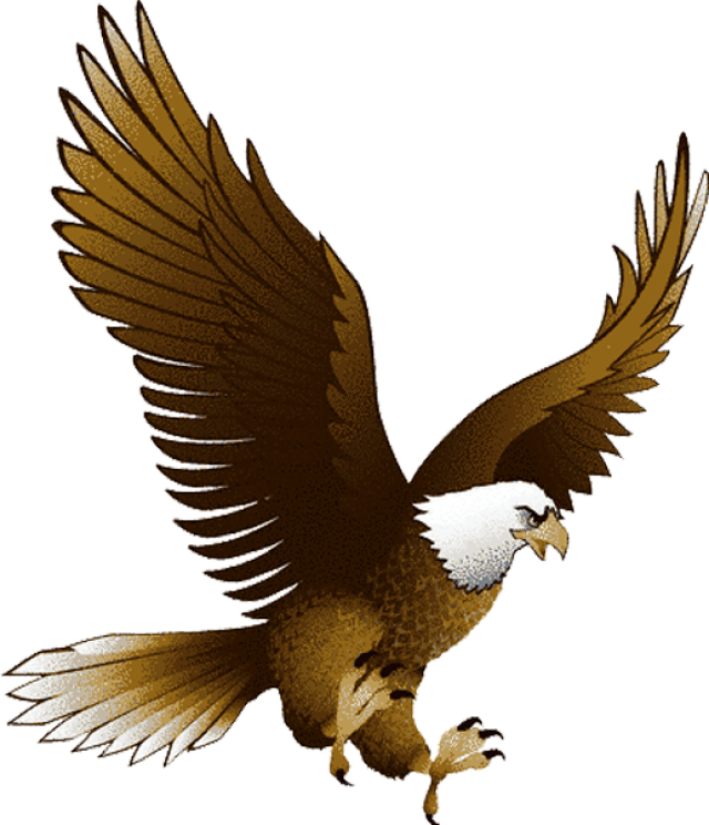 Bald Eagle Clipart - Eagle Bird Clip Art (640x744)