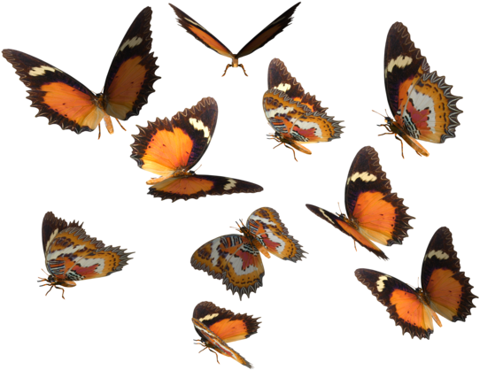 Monarch Butterfly Clipart Deviantart - Butterfly (600x420)