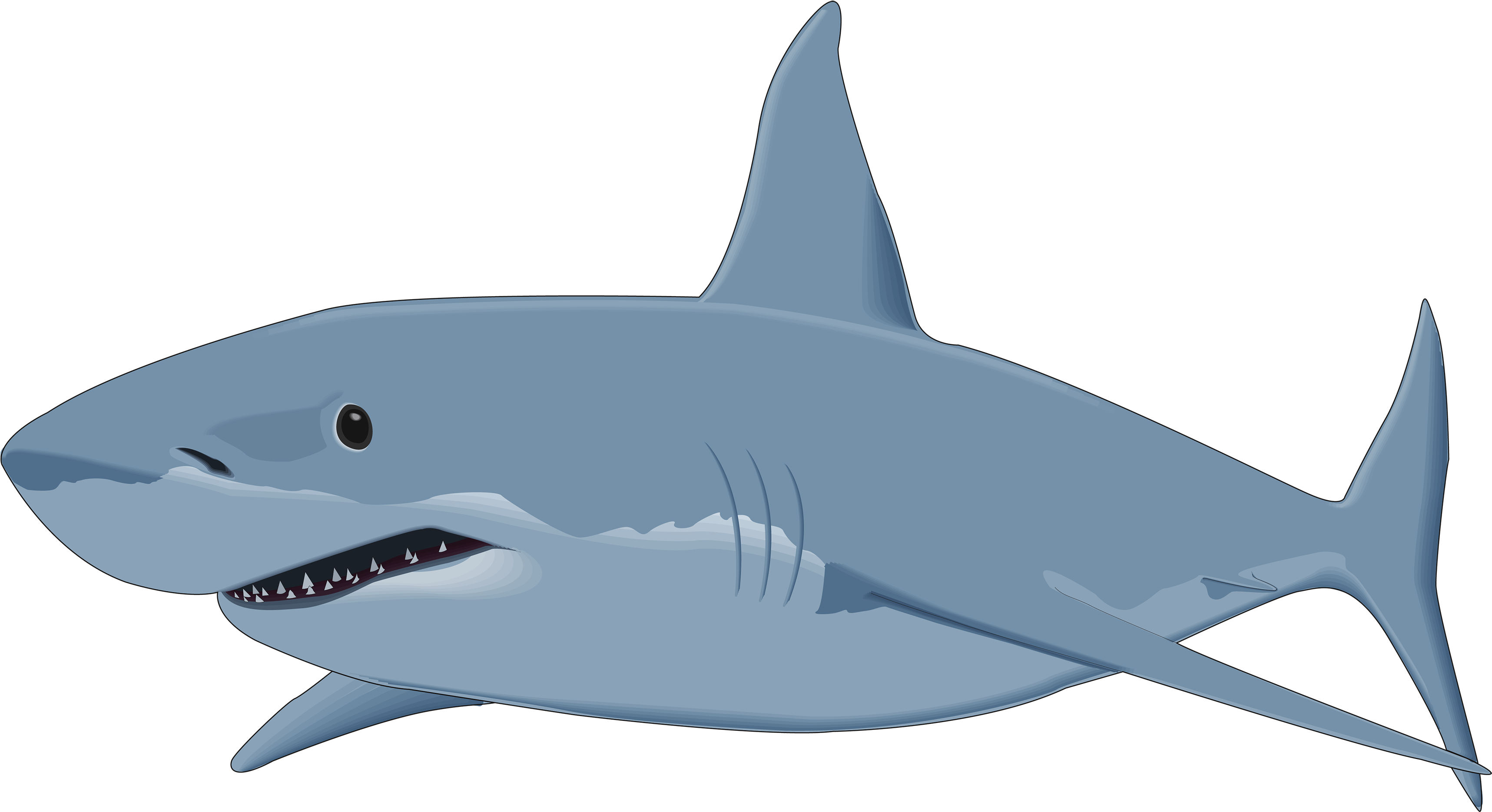 Tiger Shark Clipart Mouth Open Clip Art - Great White Shark Clip Art (3500x1949)