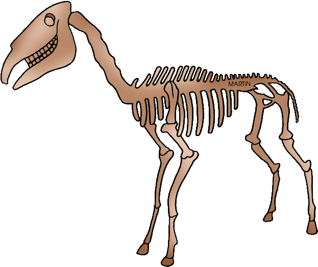United States Clip Art By Phillip Martin - Fossils Clipart Transparent (648x536)
