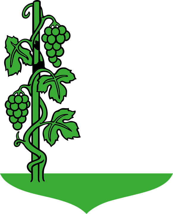 Green Trim Cliparts - Grape Tree Clipart (582x720)