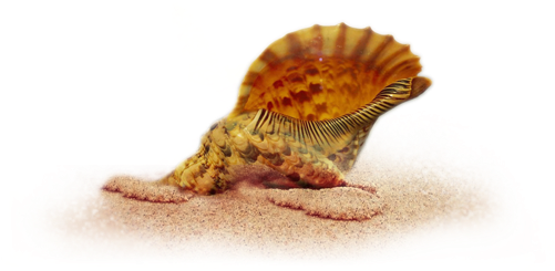 Welcome To Casa Capergulas - Seashell (500x251)