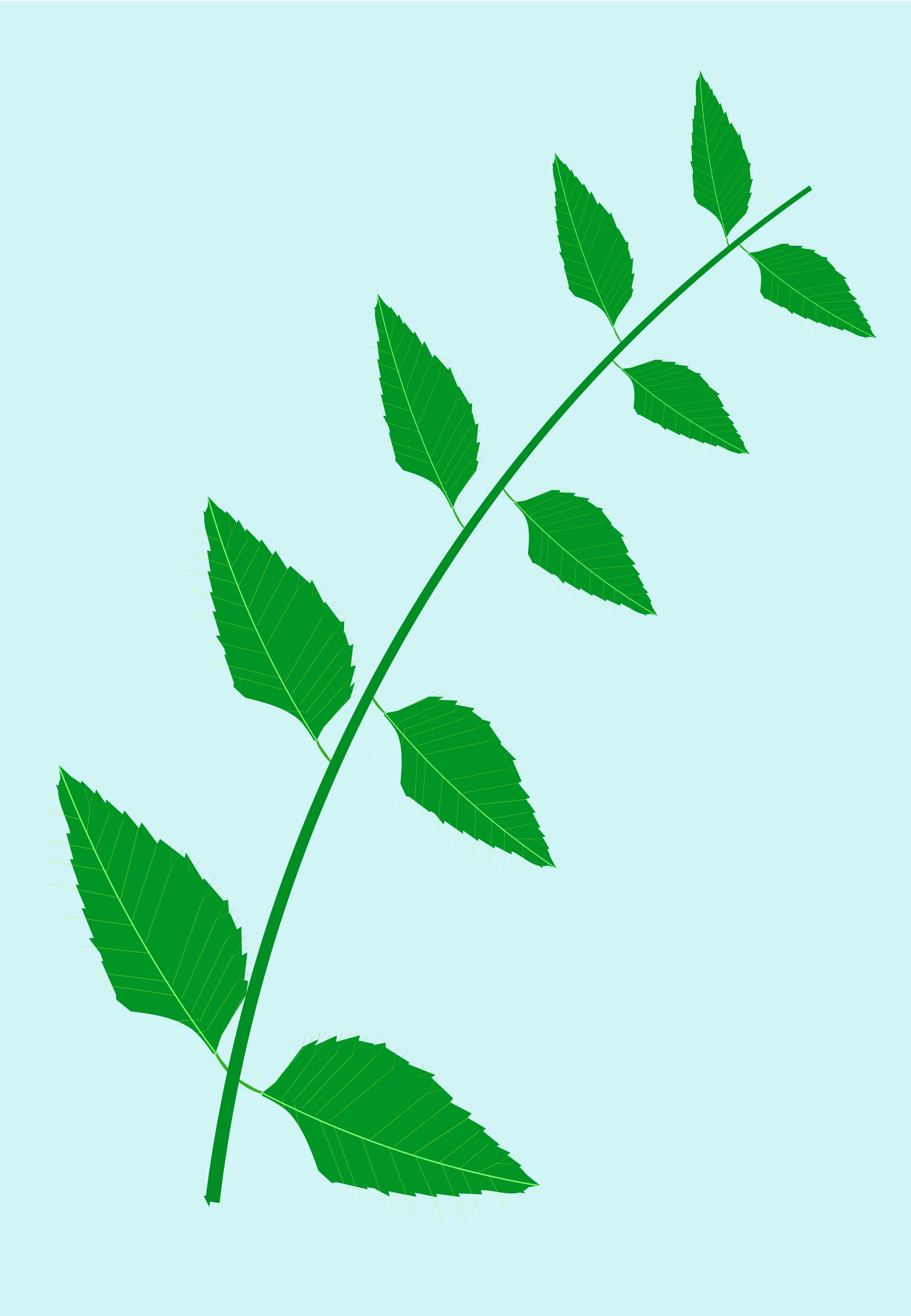 Big Image - Neem Tree Leaves Clip Art (2400x3467)