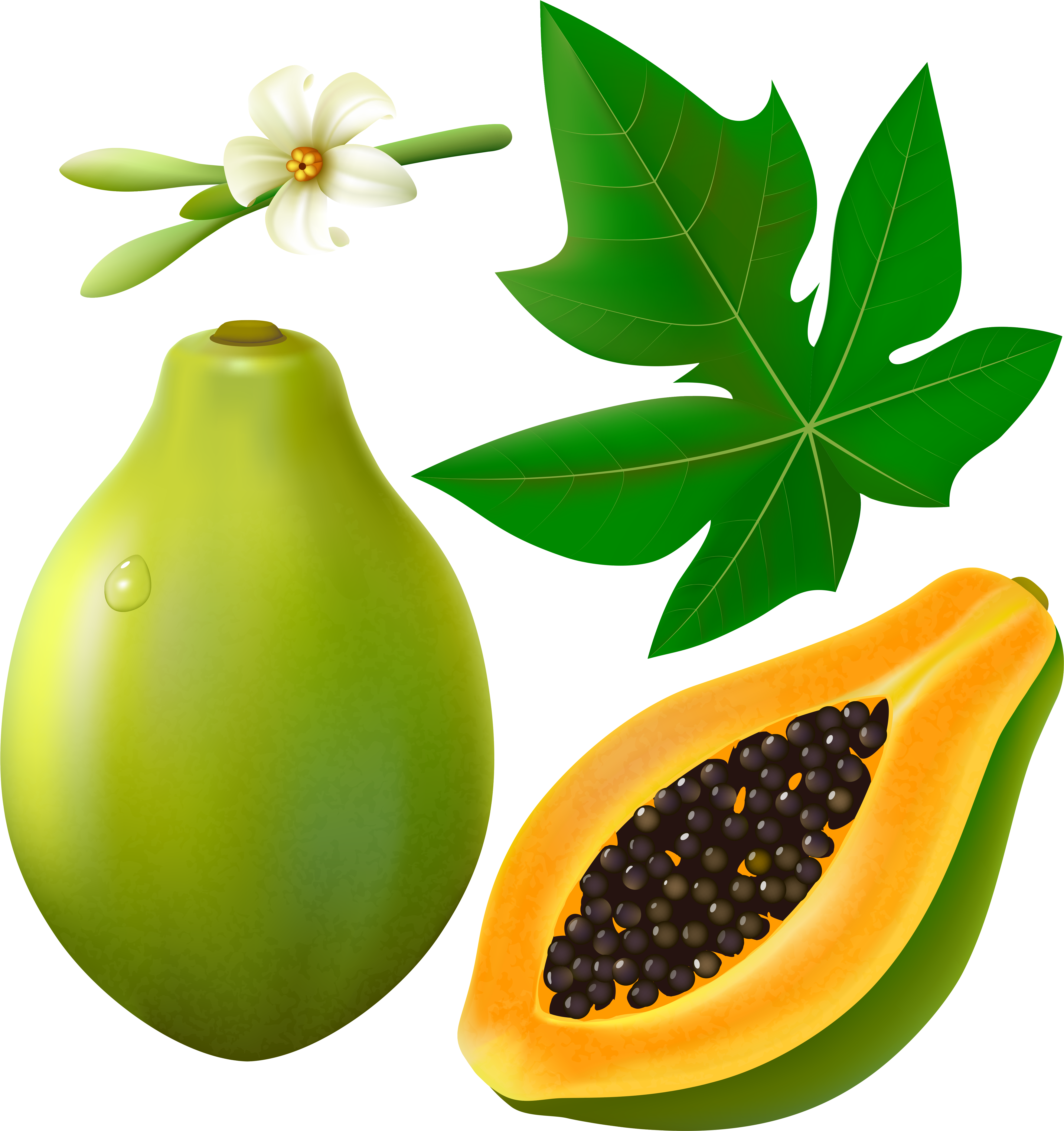 0 126f55 9bbd3ee Orig - Papaya Leaves Clip Art (5000x5320)