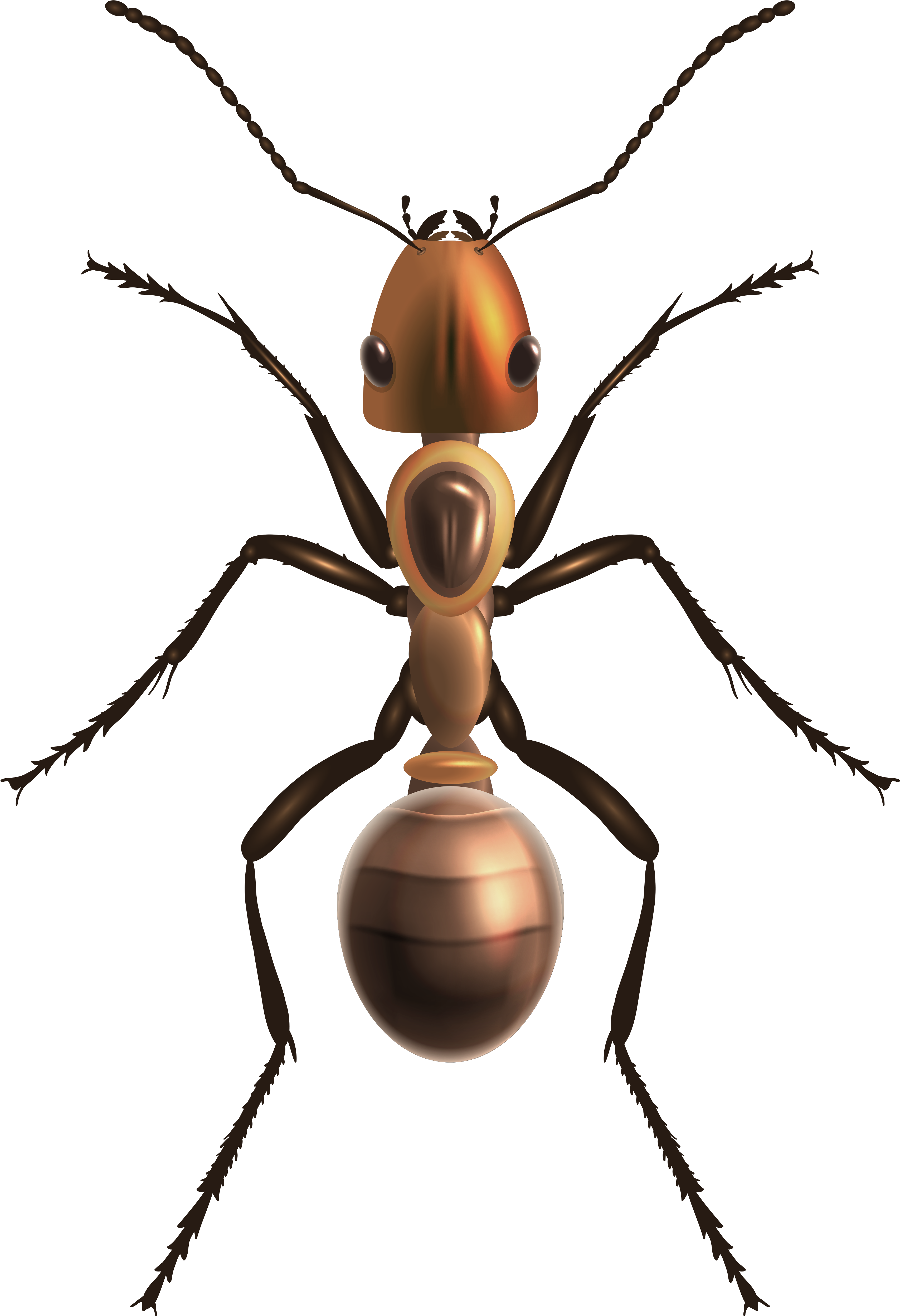 Ant Png Clip Art - Ant Png (3462x5063)