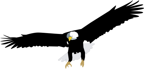 Haliaeetus Leucocephalus - Bald Eagle Vector Png (501x242)