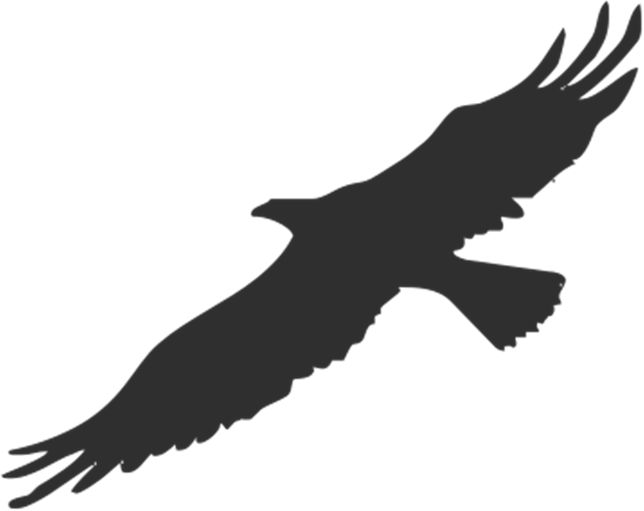 Golden Eagle Clipart Transparent - Vogel Silhouette (908x720)