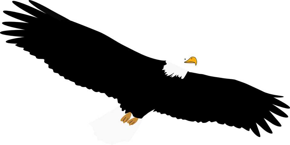 White Tailed Eagle Clipart Transparent Pencil And In - เหยี่ยว การ์ตูน Png (960x483)