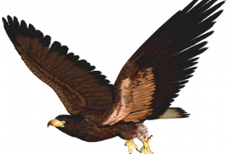 Hawk Flying Clip Art - Hawk Clipart Png (450x300)