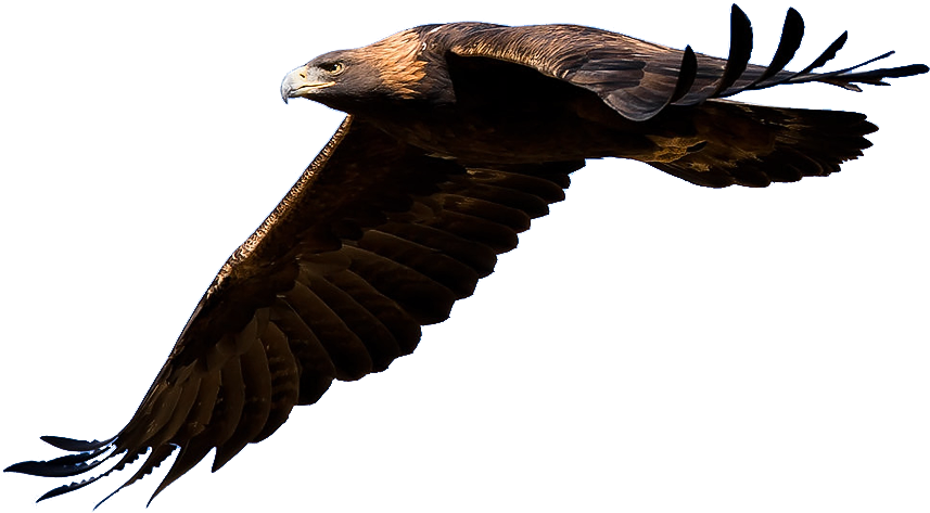 Golden Eagle Clipart Transparent - Golden Eagle Flying Png (900x535)