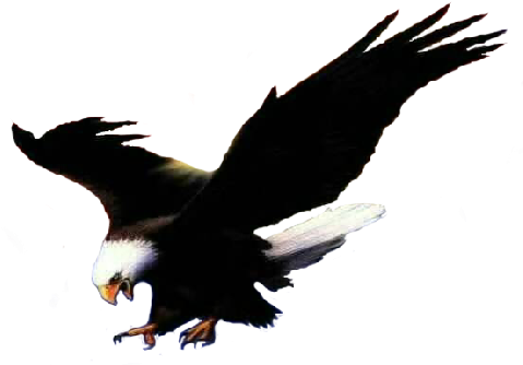 Passaros Clipart Birds - Aigle Gif Animé (500x340)