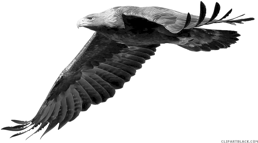 Grayscale Eagle Animal Free Black White Clipart Images - Real Photos Of Real Pokemon Yveltal (900x535)