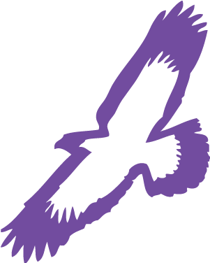 Elmira Soaring Eagles Women's Basketball- 2018 Schedule, - Elmira College Athletics Logo (375x375)