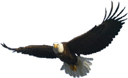 Elegant Image Of A Flying Eagle Flying Eagle Png Image - Eagle Flying .png (471x302)