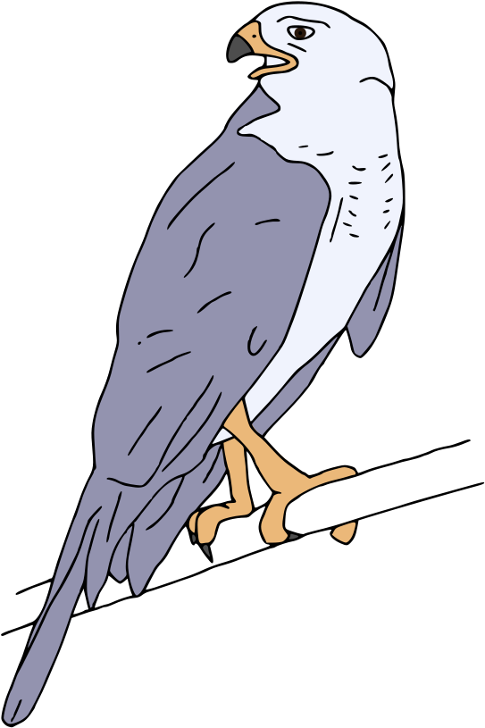 Grey Goshawk - Grey Goshawk (714x1000)